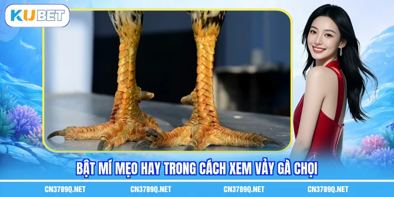Bật mí mẹo hay trong cách xem vảy gà chọi