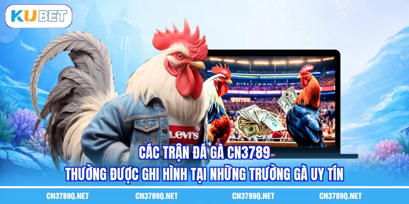 Các trận đá gà CN3789 thường được ghi hình tại những trường gà uy tín Các trận đá gà CN3789 thường được ghi hình tại những trường gà uy tín