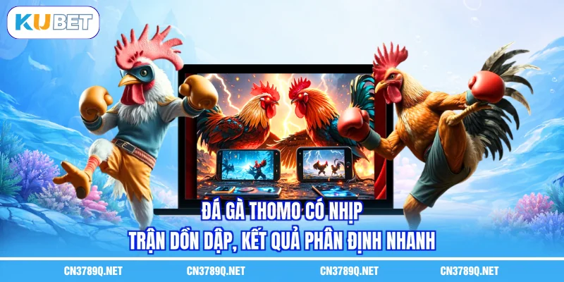 Đá gà Thomo có nhịp trận dồn dập, kết quả phân định nhanh