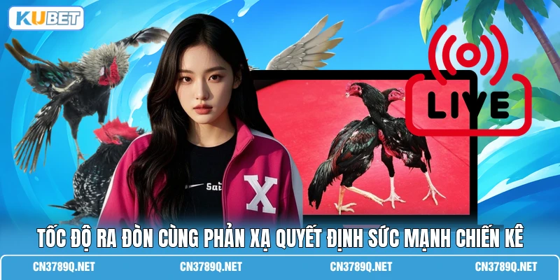 Tốc độ ra đòn cùng phản xạ quyết định sức mạnh chiến kê